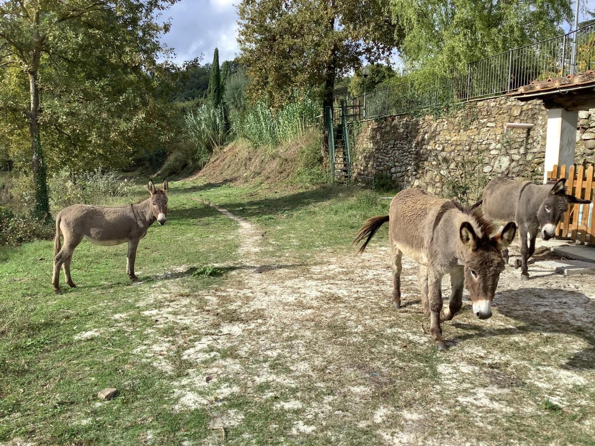 Villa Rigacci Hotel Reggello Exteriér fotografie